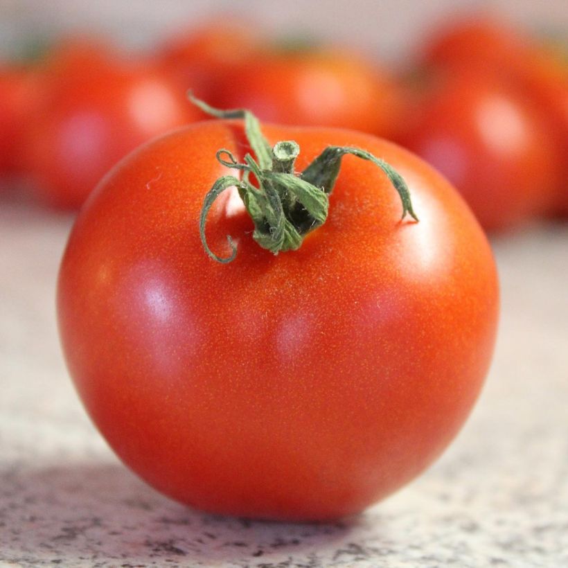 Tomate Bali F1 (Ernte)