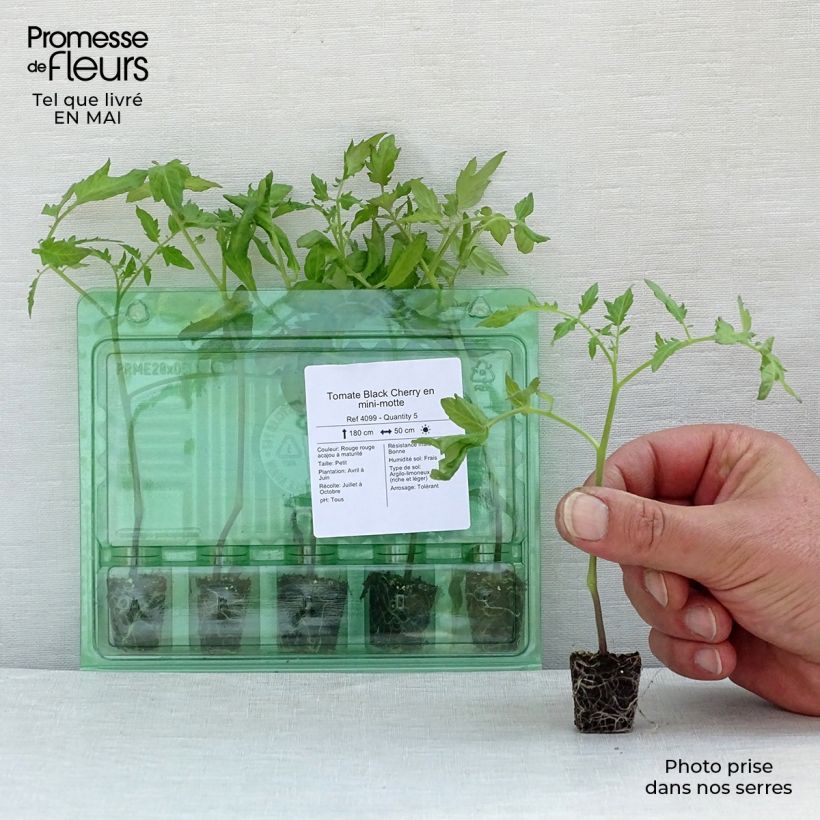 Example of Kirschtomate Black Cherry (Pflanzen) Mini-Plug Ø 3/4 cm as you get in printemps