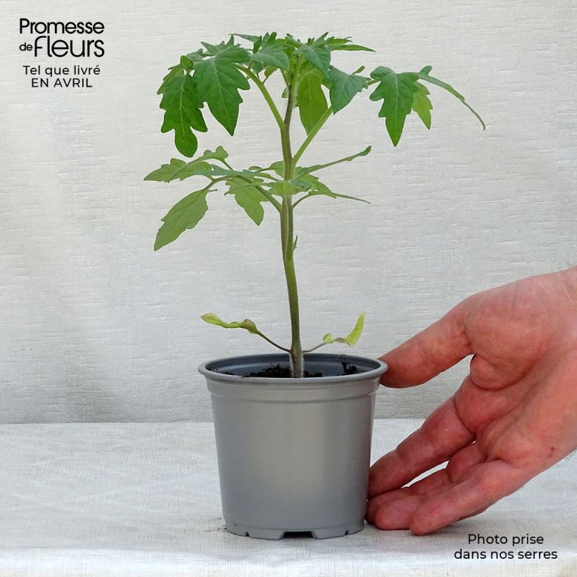 Example of Tomate Buffalo Steak F1 Kleine Töpfe von 8/9 cm as you get in printemps
