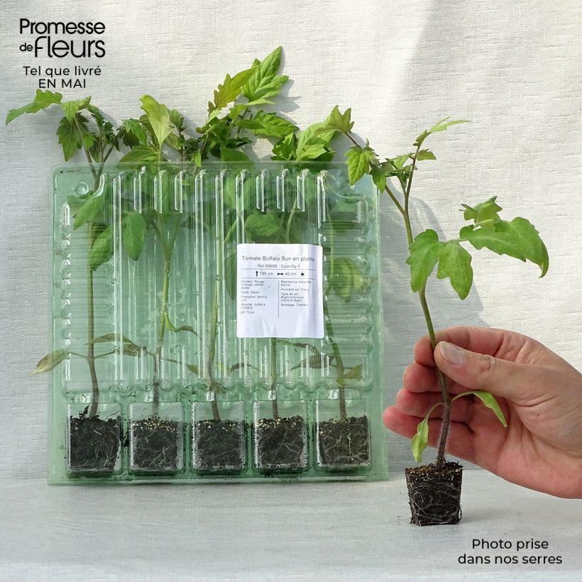 Example of Tomate Buffalo Sun Mini-Plug Ø 3/4 cm as you get in printemps