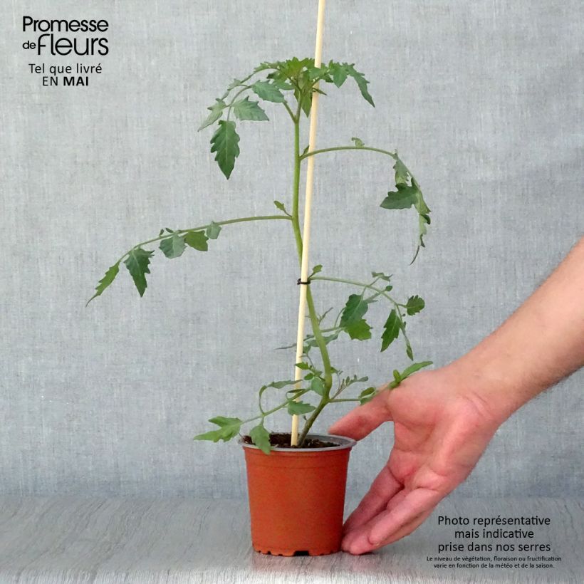 Example of Kirschtomate Cherry Yellow Kleine Töpfe von 8/9 cm as you get in printemps
