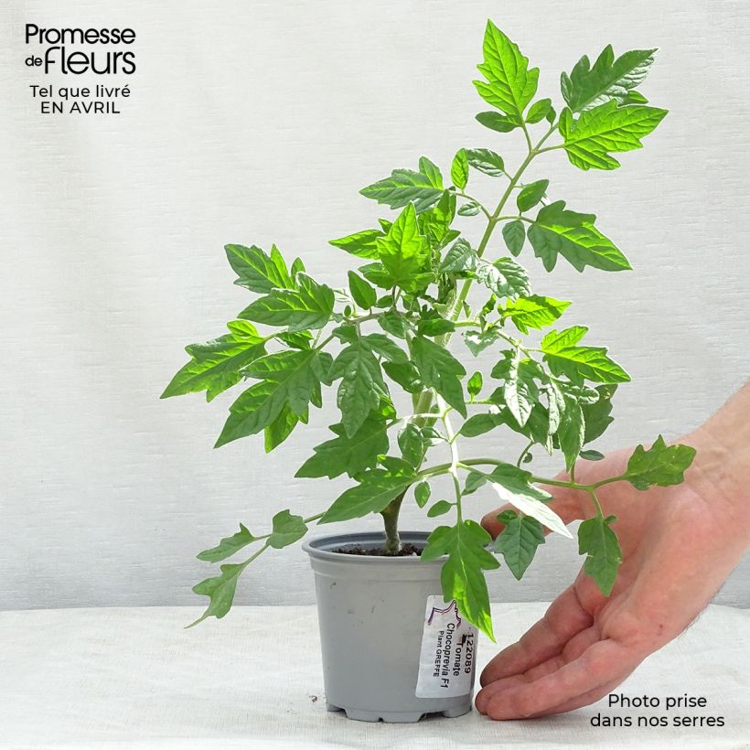 Example of Tomate Chocoprevia F1 Nerondo (Veredelte Tomate) Kleine Töpfe von 8/9 cm as you get in printemps