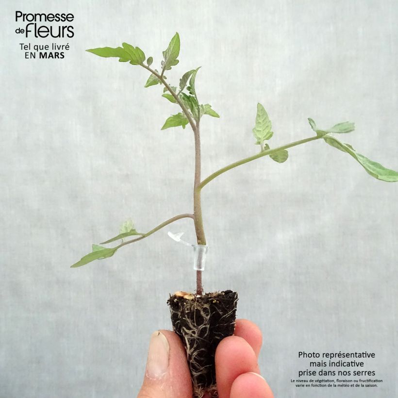 Example of Tomate Chocoprevia F1 Nerondo (Veredelte Tomate) Mini-Plug Ø 3/4 cm as you get in printemps