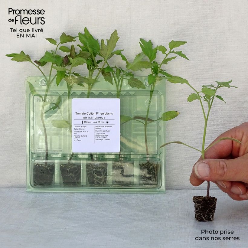 Example of Tomate Colibri F1 Mini-Plug Ø 3/4 cm as you get in printemps