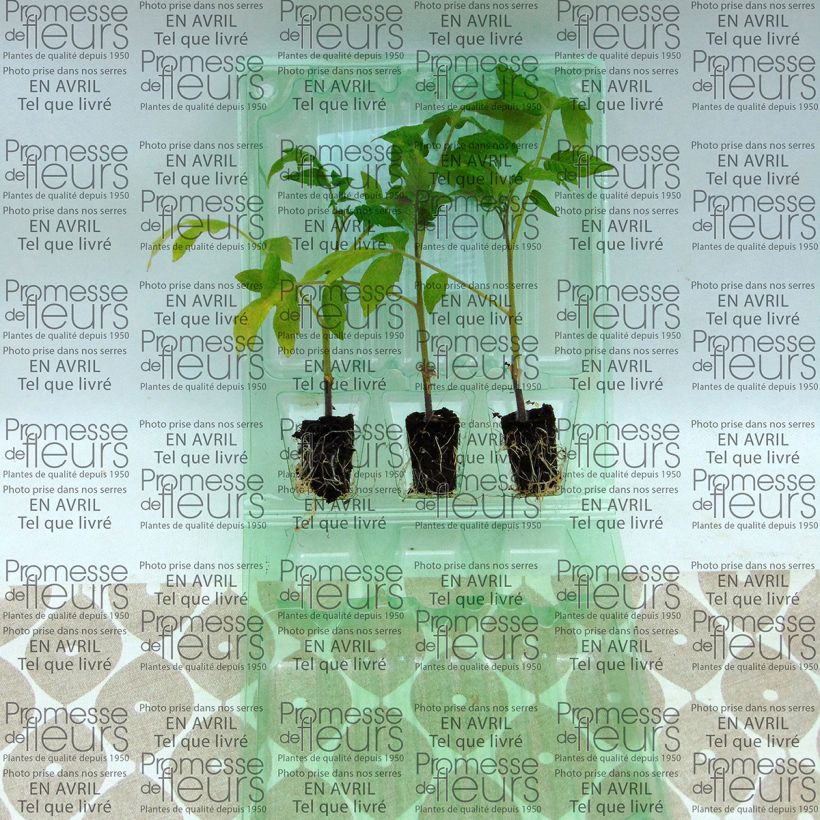 Example of Tomate Colibri F1 (Veredelte Tomate) Mini-Plug Ø 3/4 cm as you get