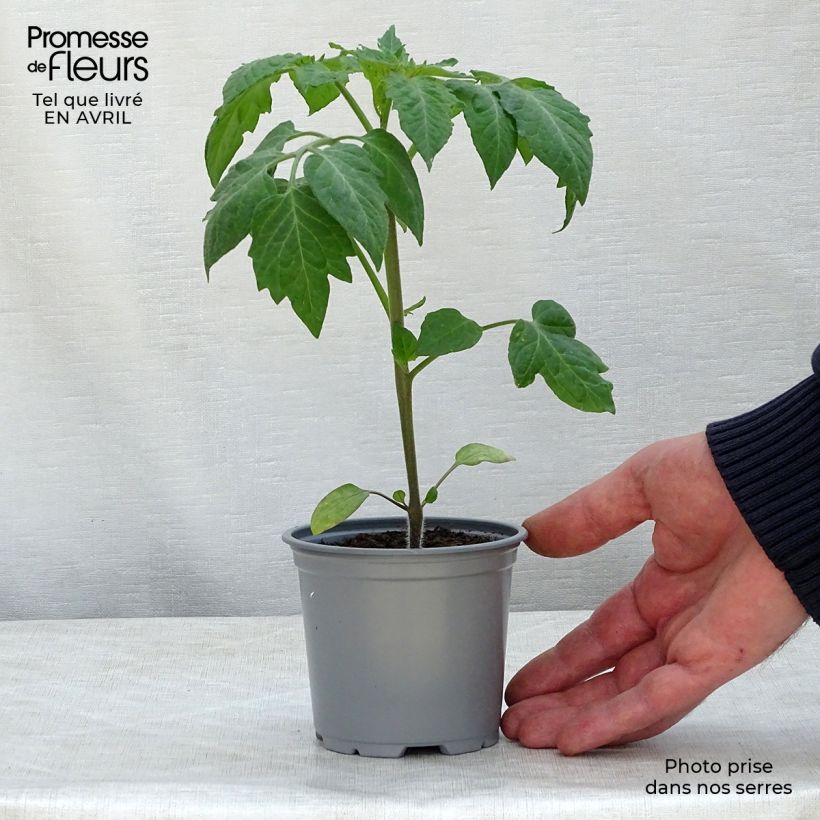 Example of Tomate Colibri F1 Kleine Töpfe von 8/9 cm as you get in printemps