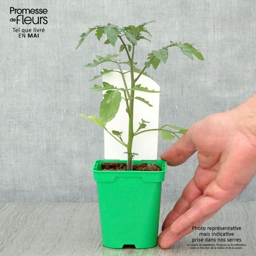 Example of Tomate Cookie F1 Mix Topf 10 cm/11cm as you get in printemps