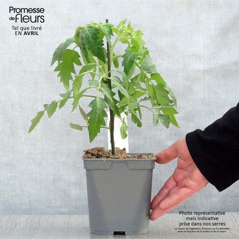 Example of Tomate Corazon F1 (Veredelte Tomate) Topf mit 2L/3L as you get in printemps
