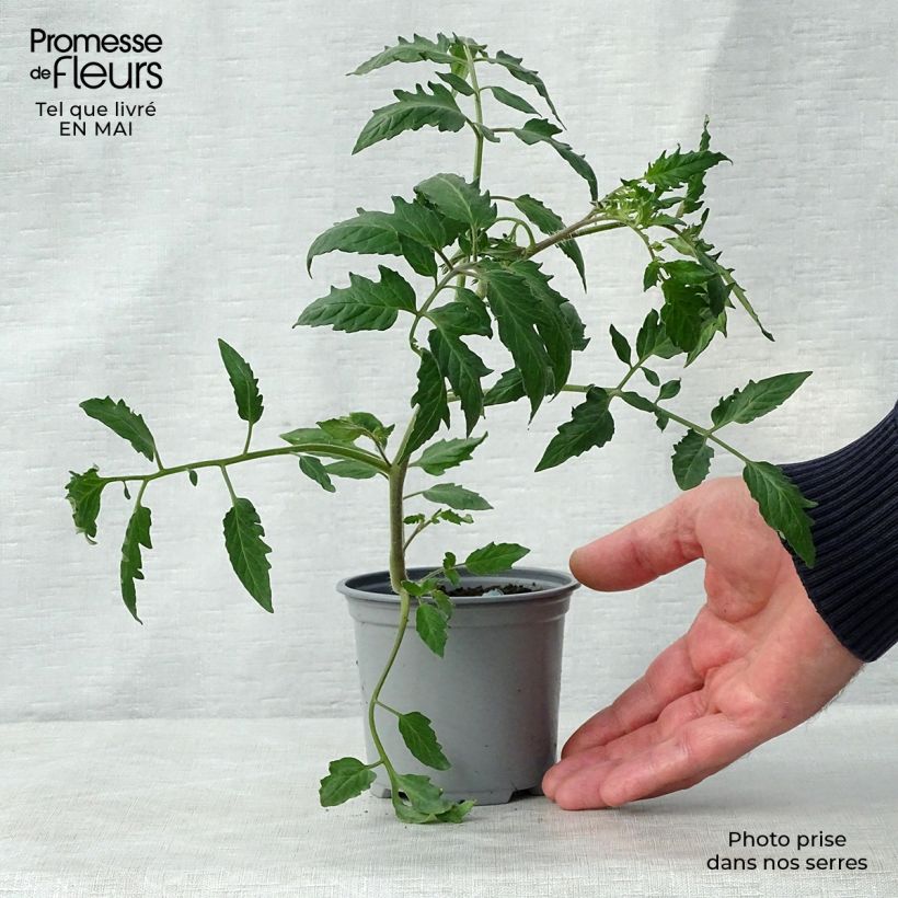 Example of Tomate Cornabel F1 (Veredelte Tomate) Kleine Töpfe von 8/9 cm as you get in printemps