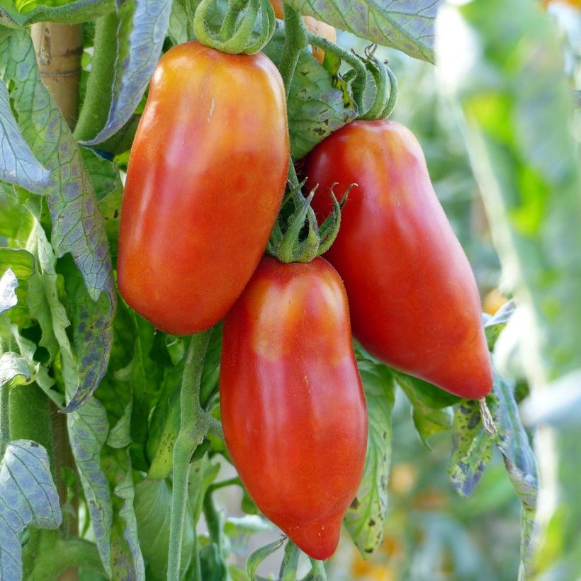 Fleischtomate Andine Cornue (Veredelte Tomate) (Ernte)