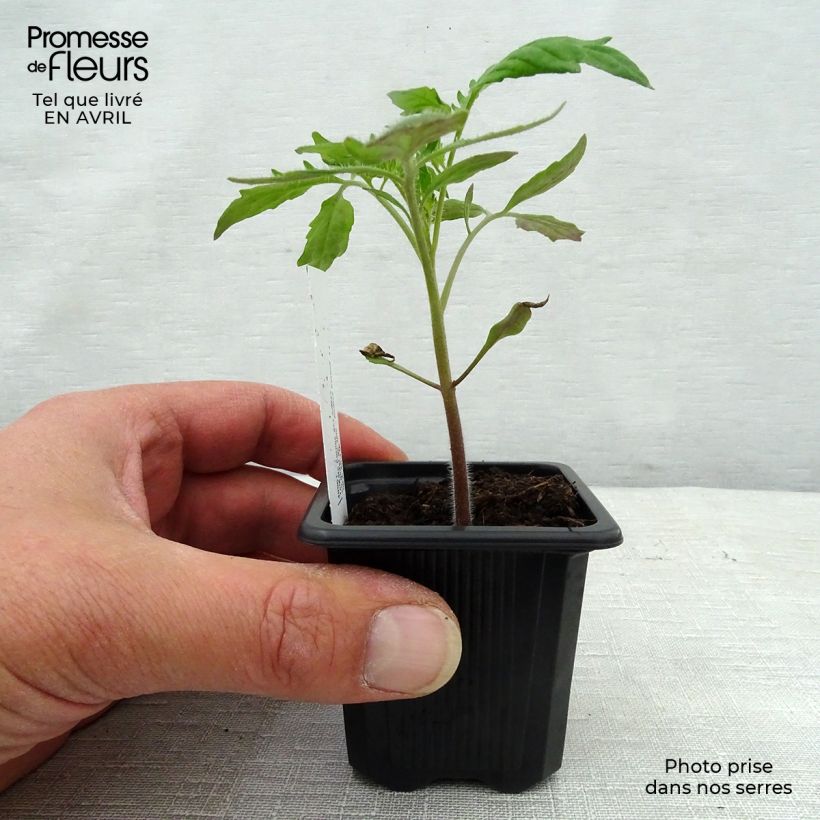 Example of Fleischtomate Andine Cornue Kleine Töpfe von 7/8 cm as you get in printemps