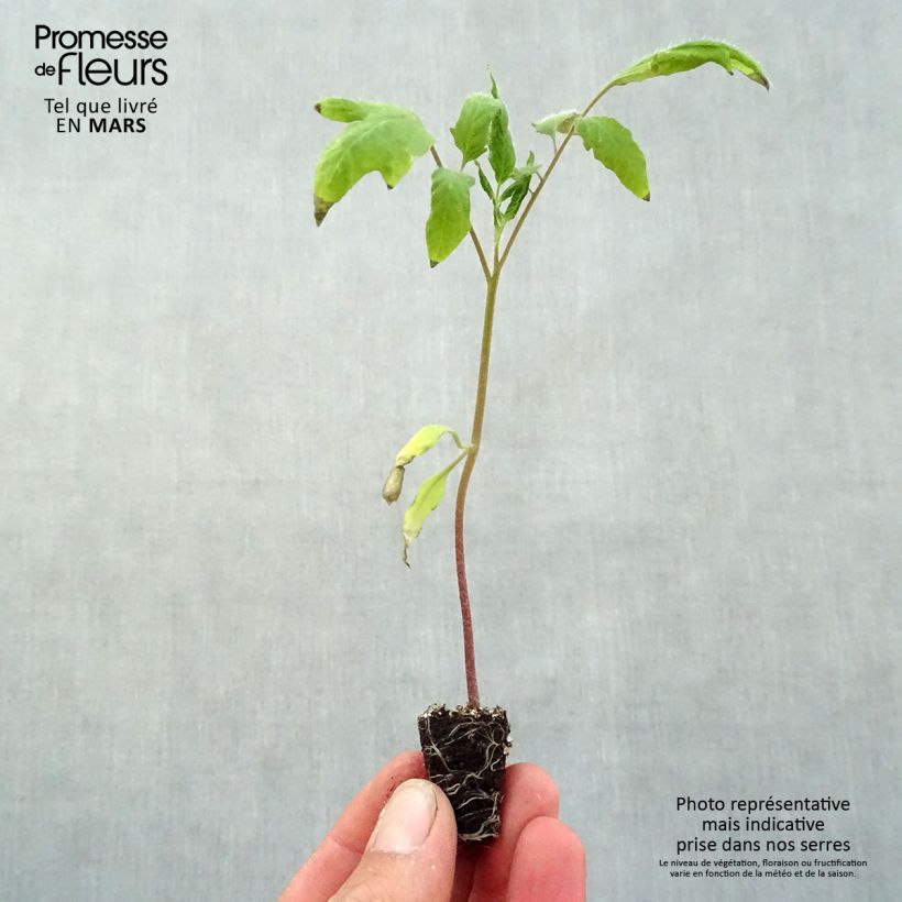 Example of Fleischtomate Andine Cornue Mini-Plug Ø 3/4 cm as you get in printemps