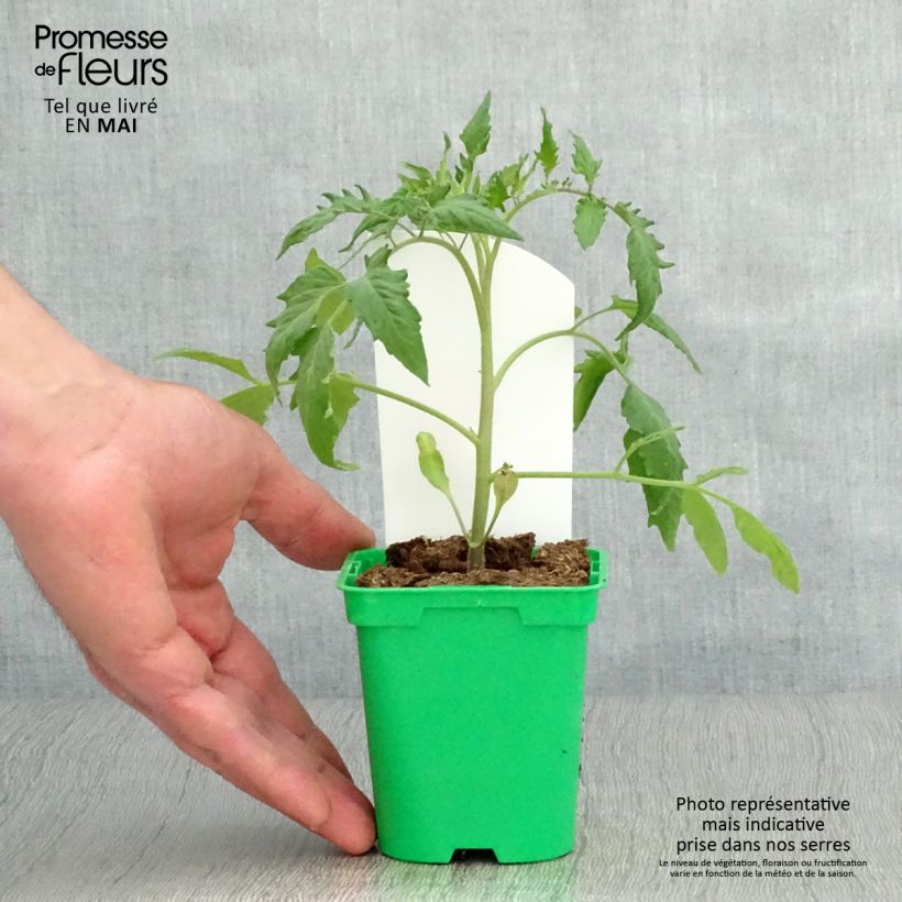 Example of Fleischtomate Andine Cornue Topf 10 cm/11cm as you get in printemps