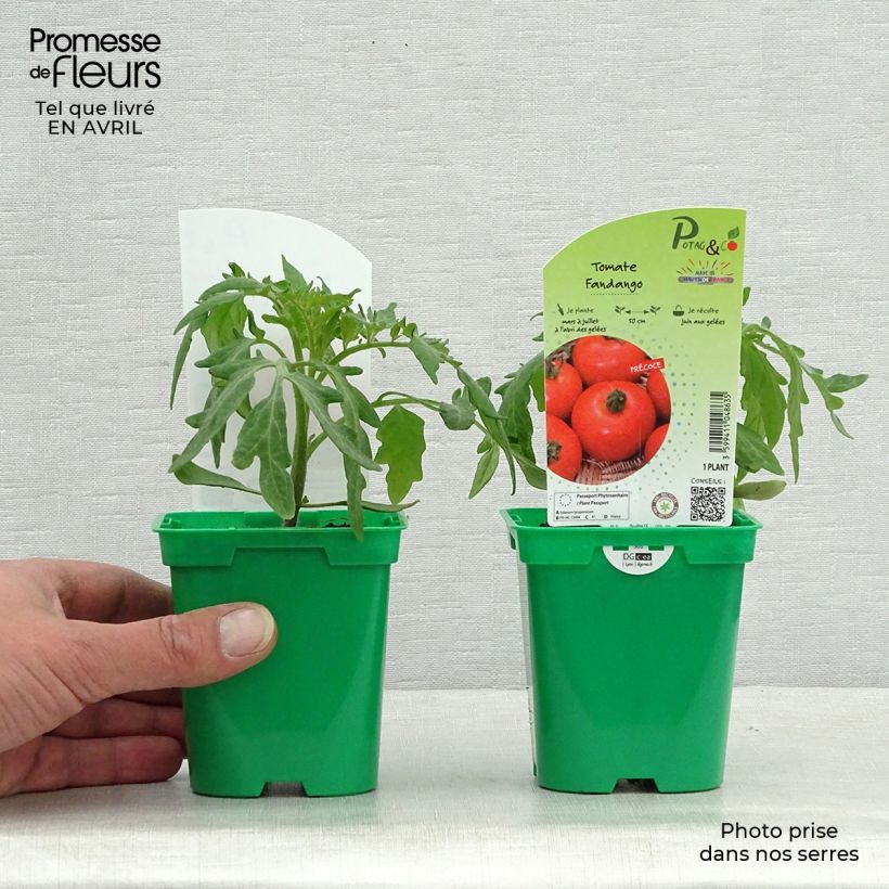 Example of Tomate Fandango F1 Topf 10 cm/11cm as you get in printemps