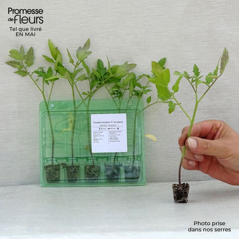 Example of Tomate Fantasio F1 Mini-Plug Ø 1,5/2,5 cm as you get in printemps