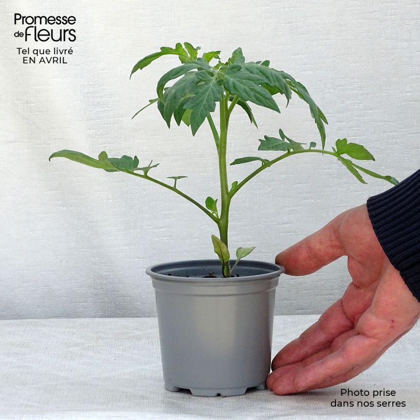 Example of Tomate Fantasio F1 Topf 10 cm/11cm as you get in printemps