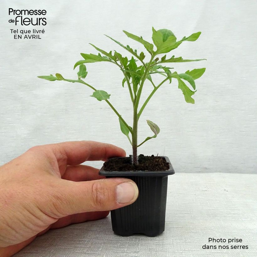 Example of Tomate Fournaise Kleine Töpfe von 7/8 cm as you get in printemps