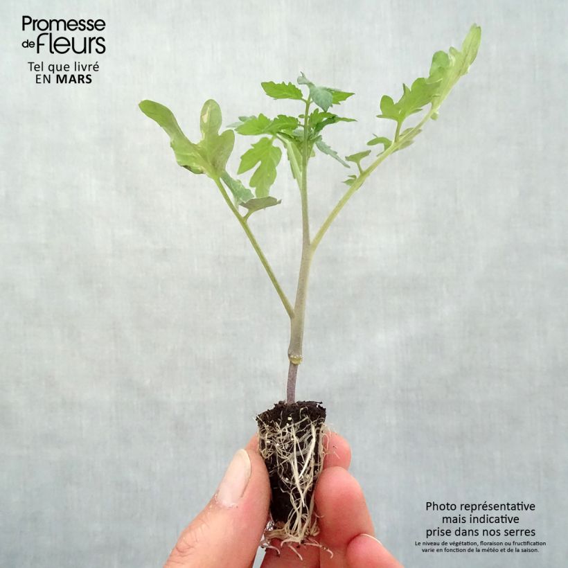 Example of Tomate Fournaise Mini-Plug Ø 3/4 cm as you get in printemps