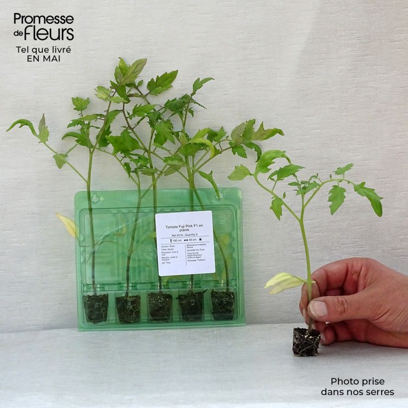 Example of Tomate Fuji Pink F1 Mini-Plug Ø 3/4 cm as you get in printemps
