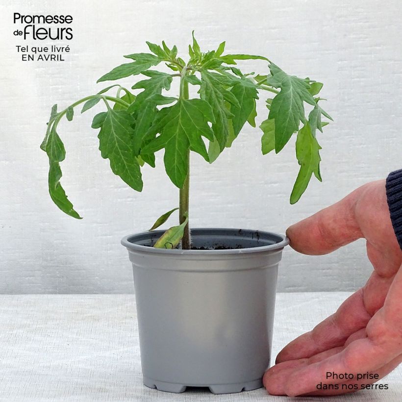Example of Tomate Fuji Pink F1 Kleine Töpfe von 8/9 cm as you get in printemps