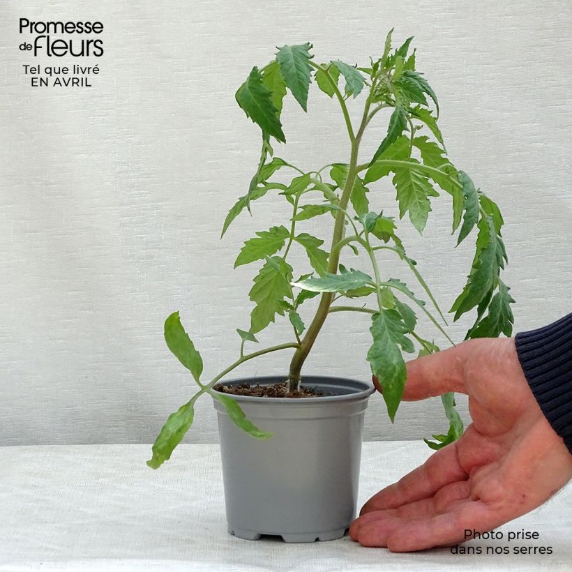Example of Tomate Gagliardo F1 (Veredelte Tomate) Topf 10 cm/11cm as you get in printemps