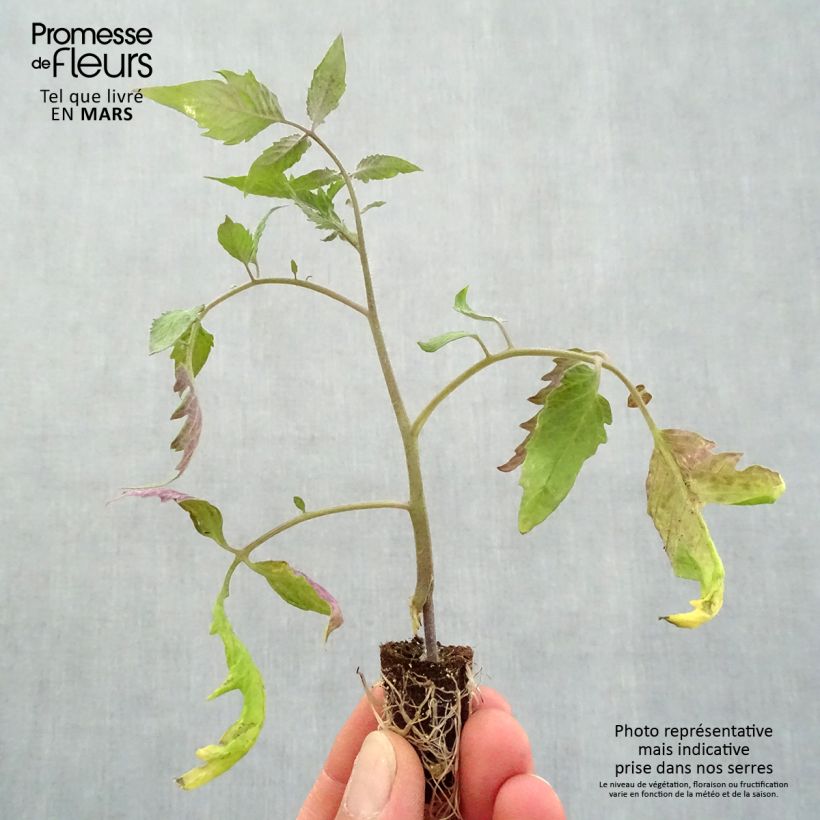Example of Tomate Gagliardo F1 (Veredelte Tomate) Mini-Plug Ø 1,5/2,5 cm as you get in printemps