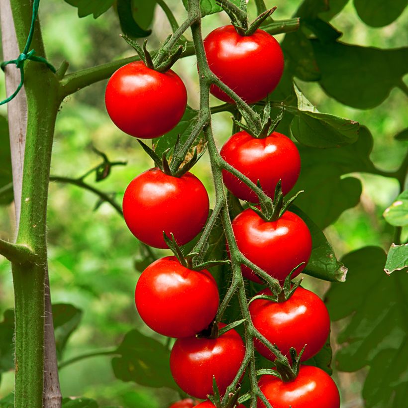 Kirschtomate Gardener's Delight (BIO Samen) (Ernte)