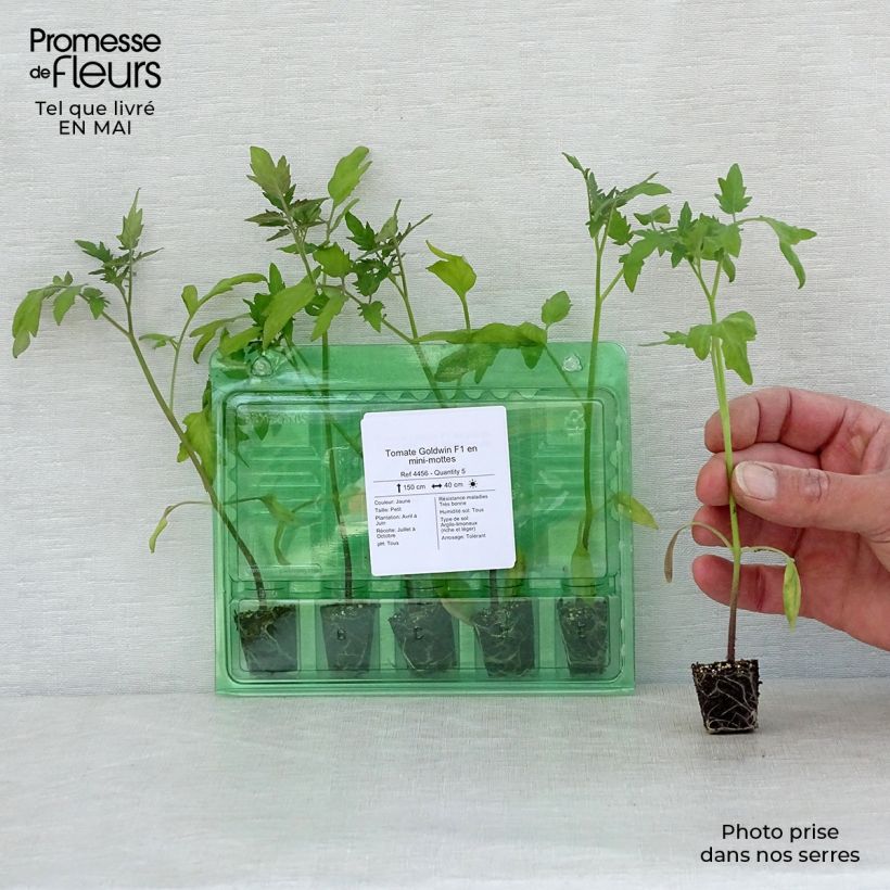 Example of Kirschtomate Goldwin F1 Mini-Plug Ø 3/4 cm as you get in printemps