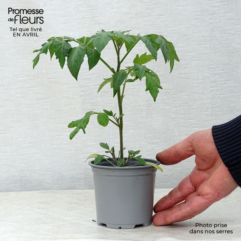 Example of Kirschtomate Goldwin F1 Topf 10 cm/11cm as you get in printemps