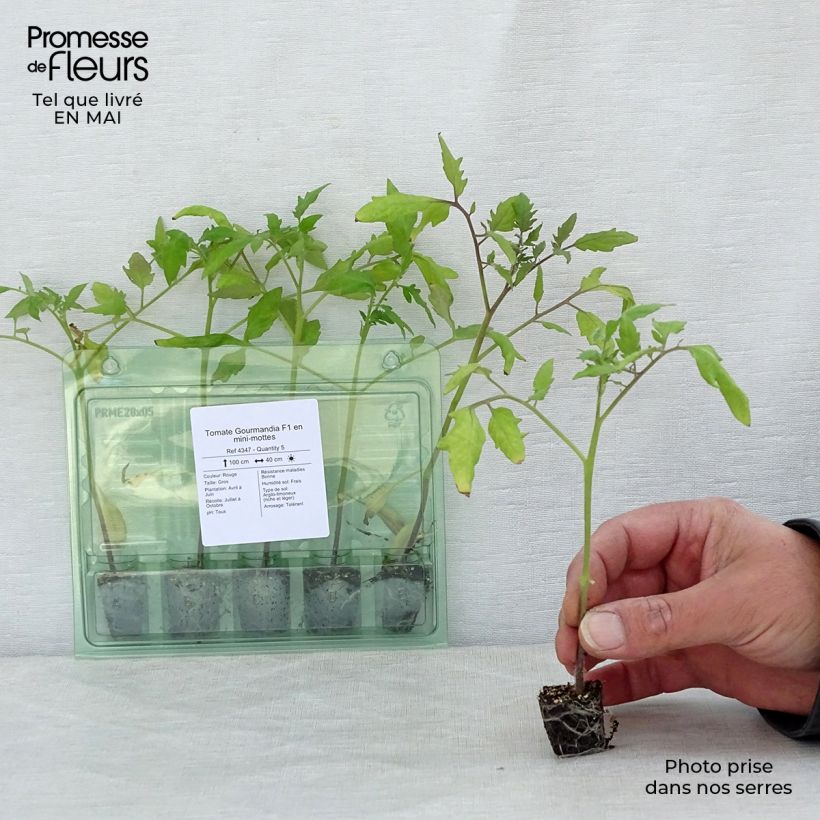 Example of Tomate Gourmandia Mini-Plug Ø 3/4 cm as you get in printemps