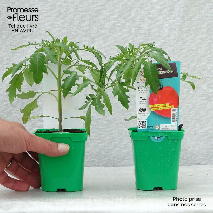 Example of Tomate Gourmandia Topf 10 cm/11cm as you get in printemps