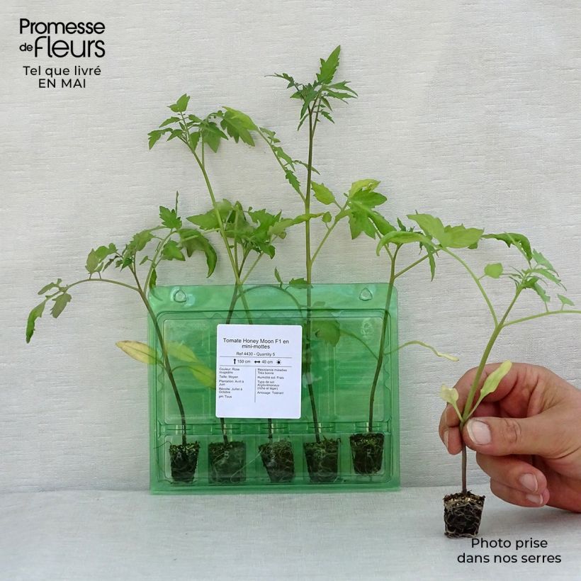 Example of Tomate Honey Moon F1 (Pflanzen) Mini-Plug Ø 3/4 cm as you get in printemps
