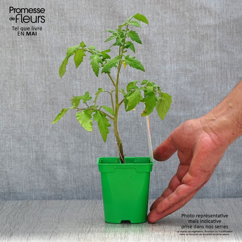 Example of Tomate Lemon Boy F1 (Veredelte Tomate) Topf 10 cm/11cm as you get in printemps