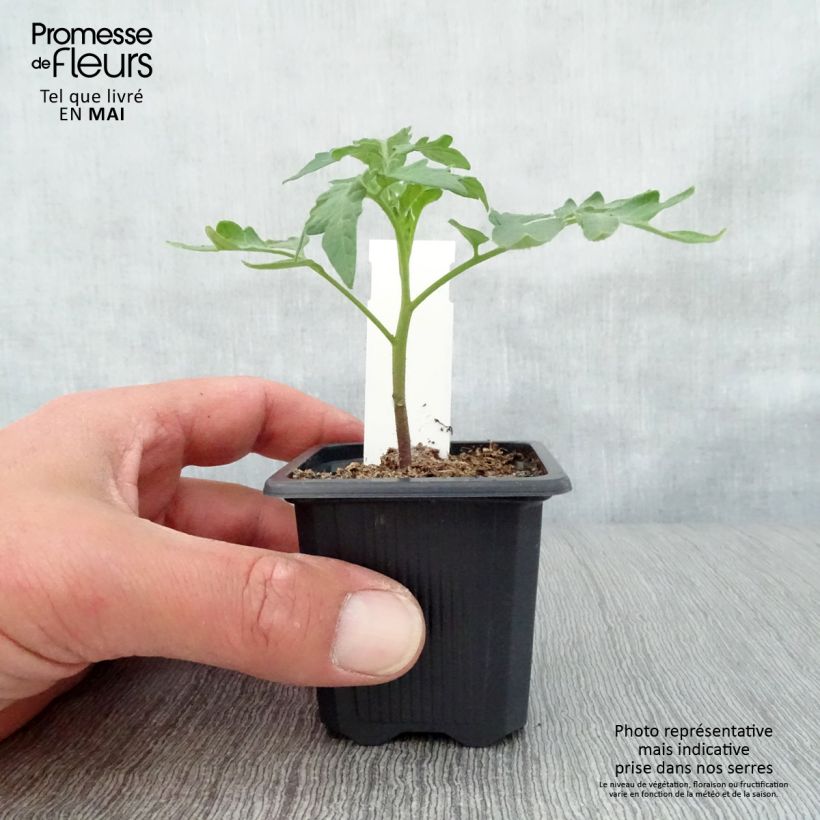 Example of Tomate Lemon Boy F1 (Pflanzen) Kleine Töpfe von 7/8 cm as you get in printemps