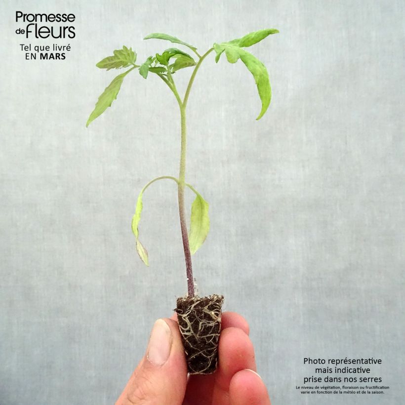 Example of Tomate Lemon Boy F1 (Pflanzen) Mini-Plug Ø 3/4 cm as you get in printemps