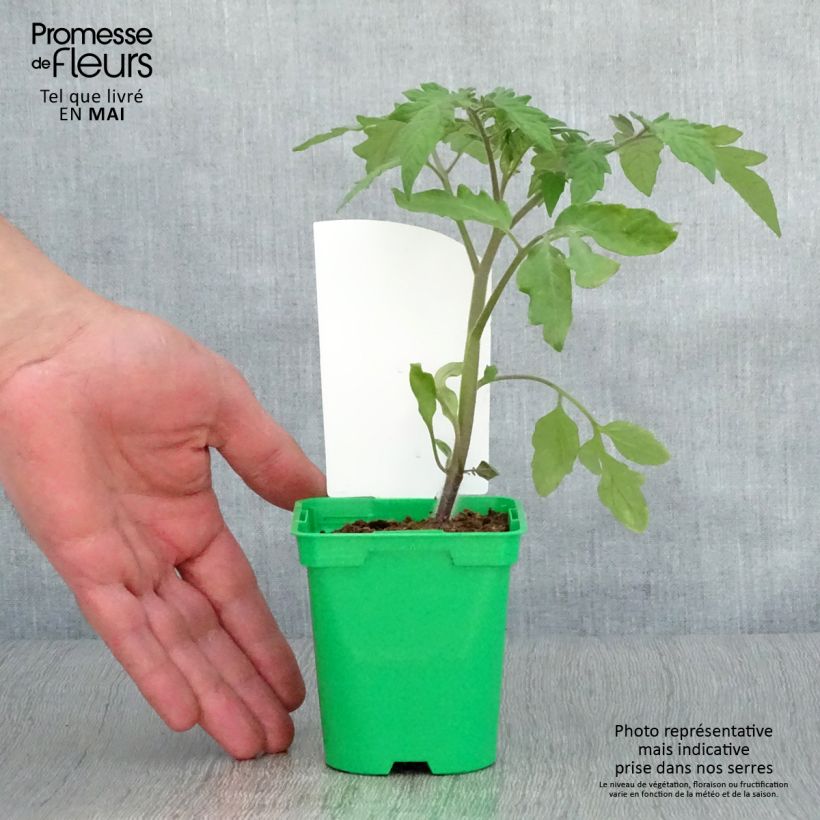 Example of Tomate Lemon Boy F1 (Pflanzen) Topf 10 cm/11cm as you get in printemps