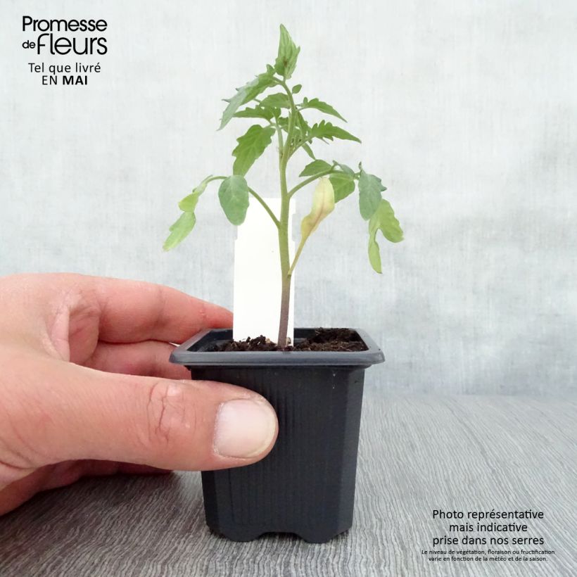 Example of Tomate Maestria Kleine Töpfe von 7/8 cm as you get in printemps