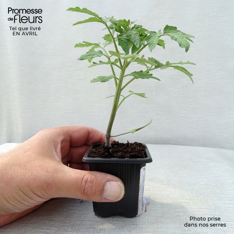 Example of Tomate Marmande (Pflanzen) Kleine Töpfe von 7/8 cm as you get in printemps