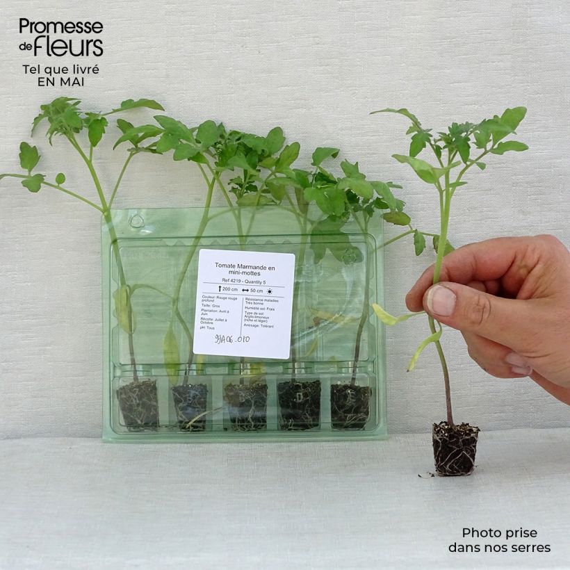 Example of Tomate Marmande (Pflanzen) Mini-Plug Ø 3/4 cm as you get in printemps