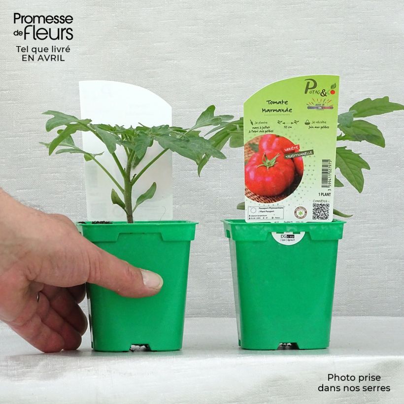 Example of Tomate Marmande (Pflanzen) Topf 10 cm/11cm as you get in printemps