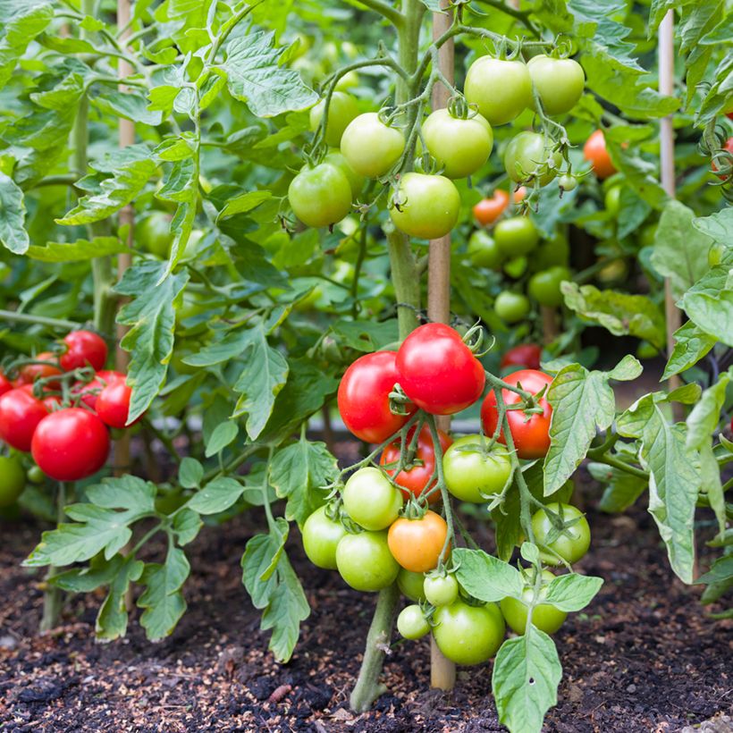 Tomate Moneymaker (BIO Samen) (Hafen)