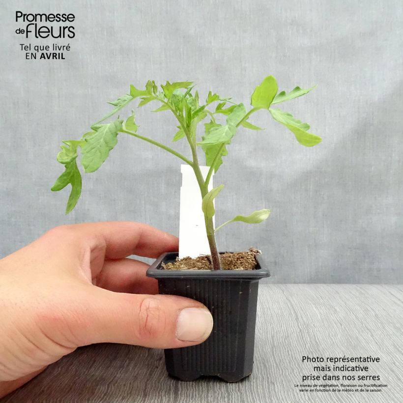 Example of Tomate Montfavet 63-5 Kleine Töpfe von 7/8 cm as you get in printemps