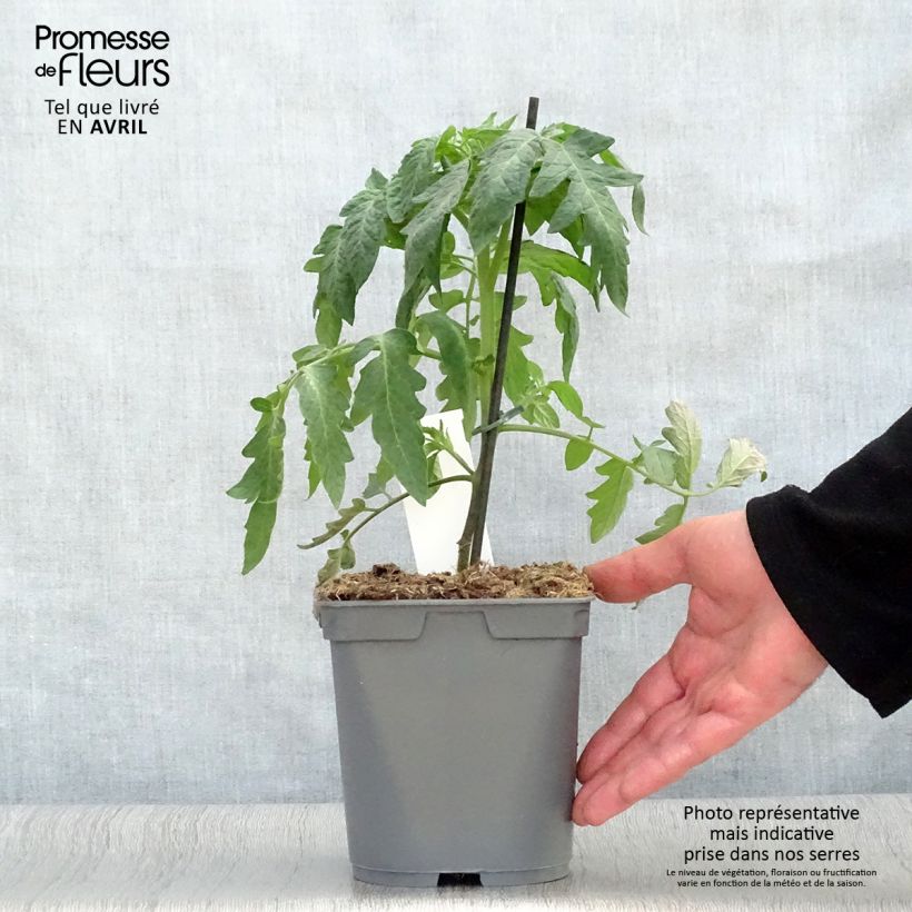 Example of Tomate Montfavet (Veredelte Tomate) Topf mit 2L/3L as you get in printemps