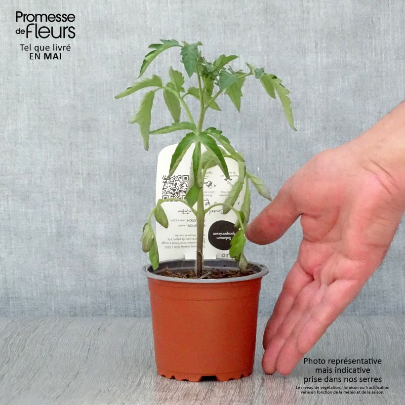Example of Tomate Noire de Crimée Bio Topf 10 cm/11cm as you get in printemps