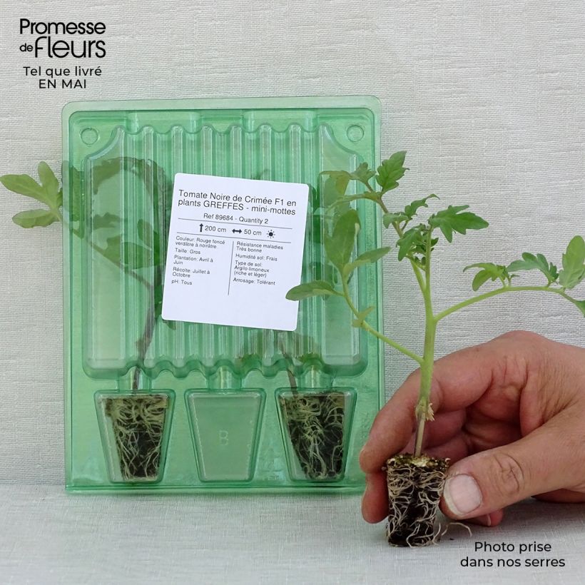 Example of Tomate Noire de Crimée F1 (Veredelte Tomate) Mini-Plug Ø 3/4 cm as you get in printemps