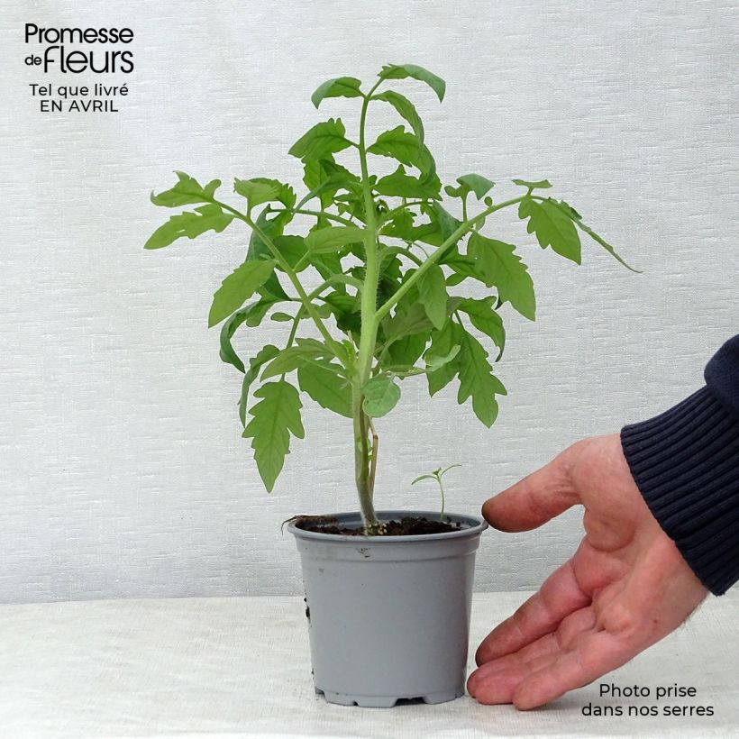 Example of Tomate Noire de Crimée F1 (Veredelte Tomate) Kleine Töpfe von 8/9 cm as you get in printemps