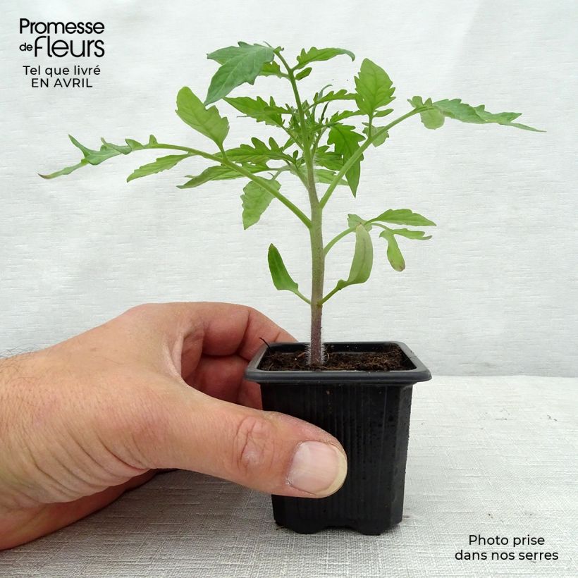 Example of Tomate Noire de Crimée (Pflanzen) Kleine Töpfe von 7/8 cm as you get in printemps