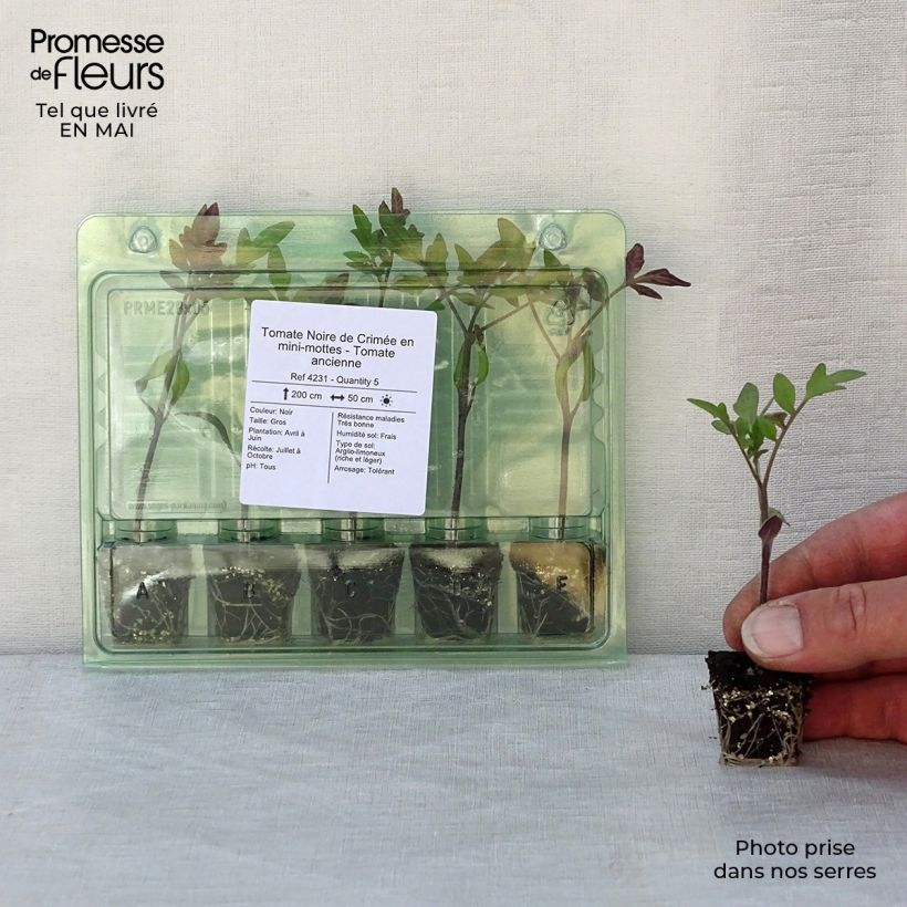 Example of Tomate Noire de Crimée (Pflanzen) Mini-Plug Ø 3/4 cm as you get in printemps