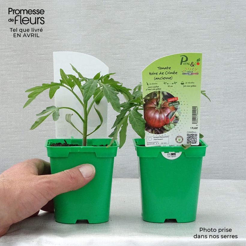 Example of Tomate Noire de Crimée (Pflanzen) Topf 10 cm/11cm as you get in printemps