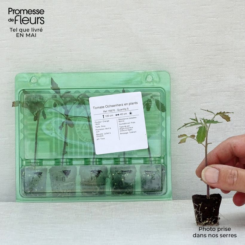 Example of Tomate Ochsenherz Mini-Plug Ø 3/4 cm as you get in printemps
